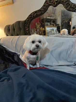 Best In Show Pet Grooming