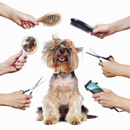 Priscilla's Bark and bath