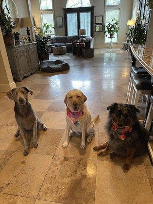 Texas Mobile Pet Spa