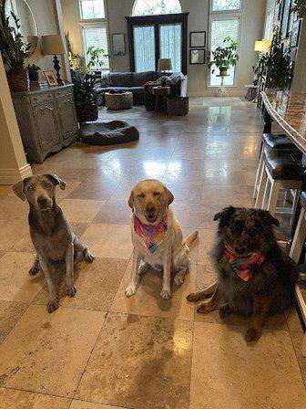 Texas Mobile Pet Spa