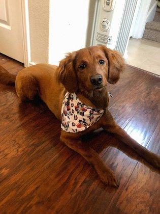 A Touch of Class Pet Salon