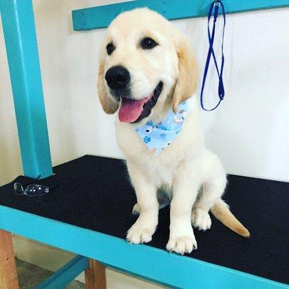 Top Tails Grooming Salon