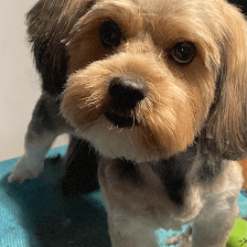 Grooming by Brandon