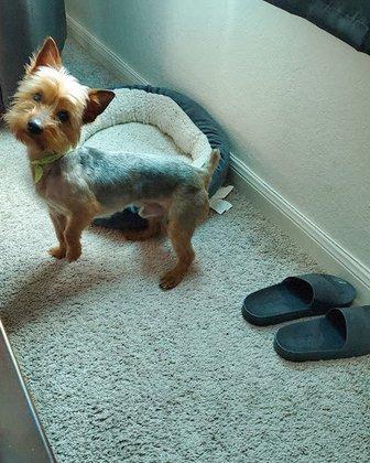 Rover Done Over (GOS Professional Grooming Services)