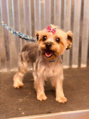 Grand Central Pet Grooming