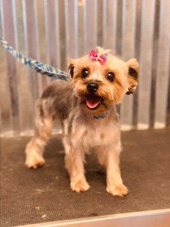 Grand Central Pet Grooming