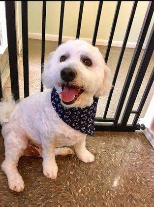 Le Paw Spa Professional Grooming Salon