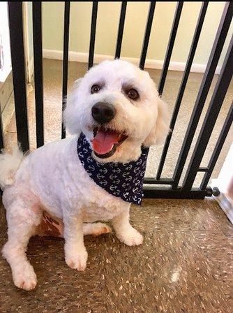 Le Paw Spa Professional Grooming Salon