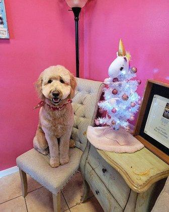 The Pink Poodle