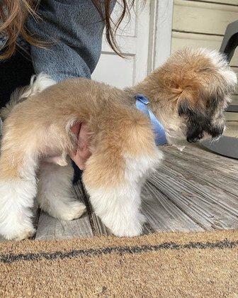 Michelle's Pet Salon