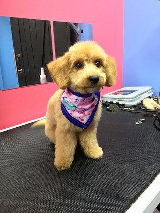 Pup Town Spaw: Self wash and pet grooming