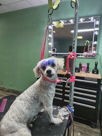 Happy Tails Groomers