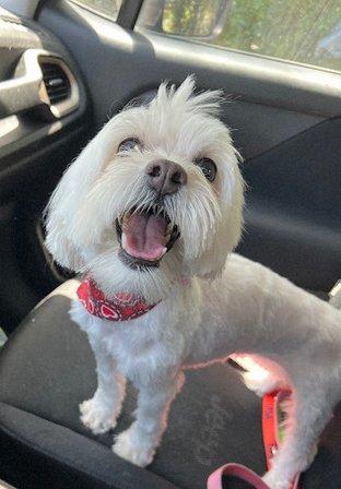Clip N Fluff Dog Grooming