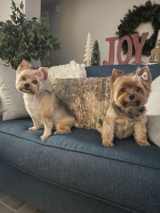 Lucky Dog Pet Retreat & Spa