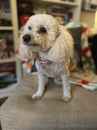 Erta's Pet Grooming