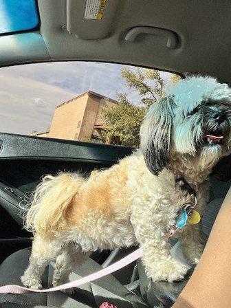 Shaggy Dog