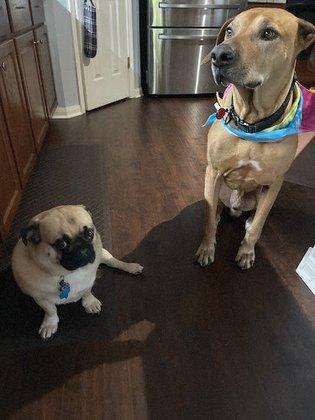 Happy Hound Grooming