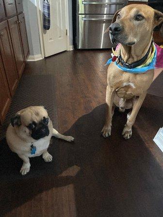 Happy Hound Grooming