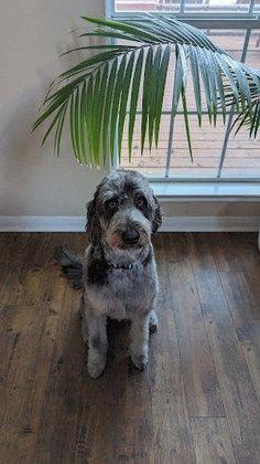 Top Dog 210 Grooming