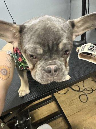 Debbie's Little Grooming