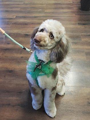 Pampered Pets Salon & Boarding