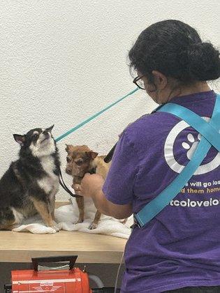 Laundromutt Self-dog wash and spa