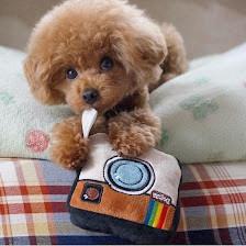 Prissy Pooch Pet Grooming And Day Spa