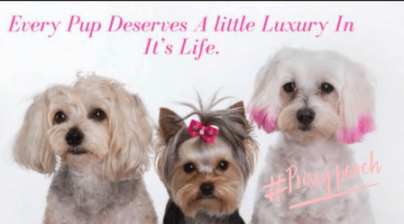 Prissy Pooch Pet Grooming And Day Spa