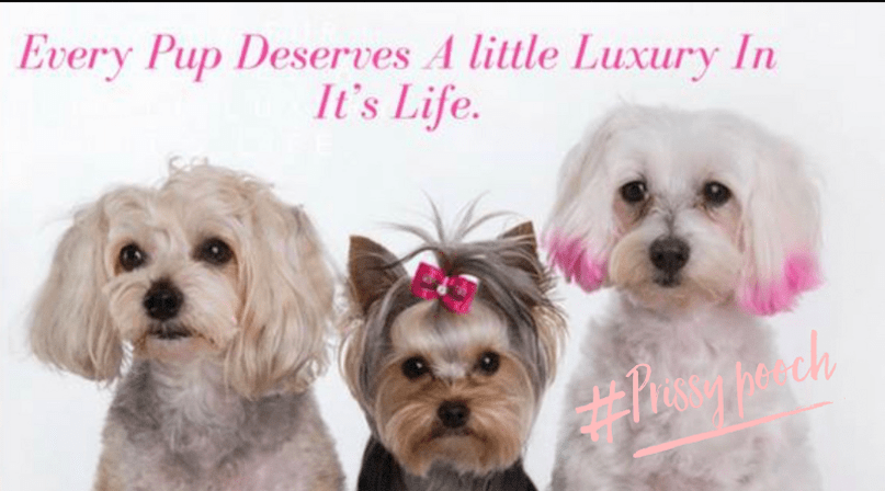 Prissy Pooch Pet Grooming And Day Spa