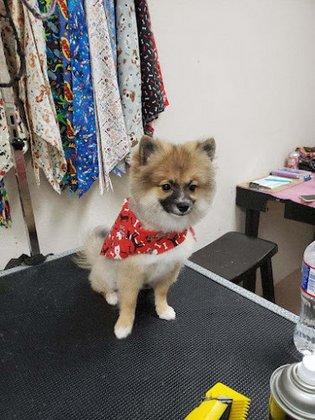 Le Paws Pet Grooming Salon