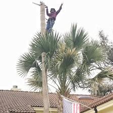 Tree Experts San Antonio