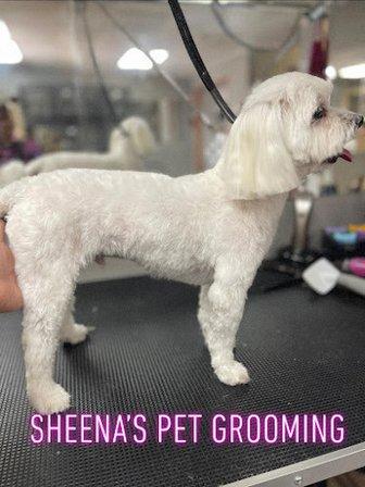 Sheena's Pet Grooming