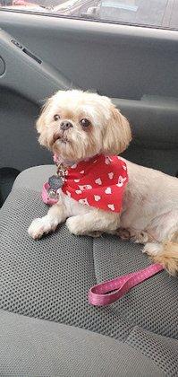 Happy Tails Dog Salon