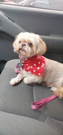 Happy Tails Dog Salon