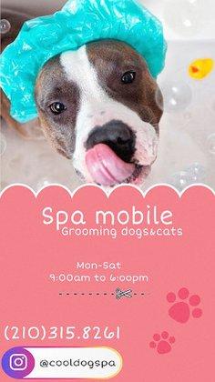 Cool Dog Spa Mobile Pet Grooming