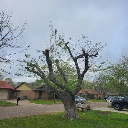 Suarez Tree Service
