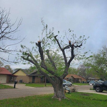 Suarez Tree Service