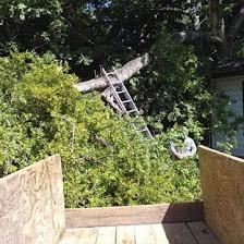 Benito Perez Landscaping, Tree Service & More