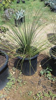 Thompson Landscape Co