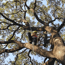 Tree Musketeers LLC