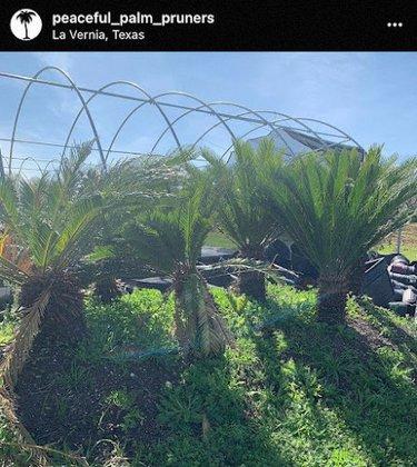 Peaceful Palm Pruners