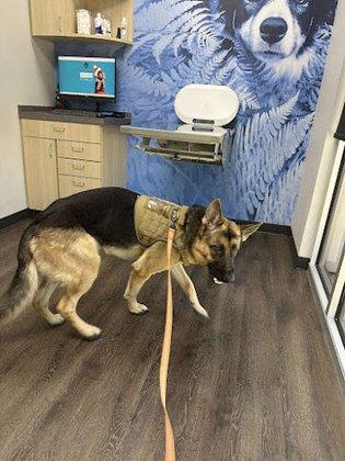 CityVet | Cibolo Crossing