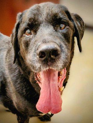 Cibolo Small Animal Hospital