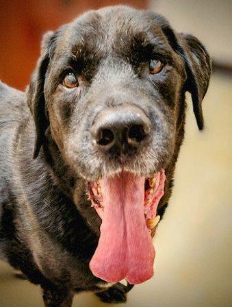 Cibolo Small Animal Hospital