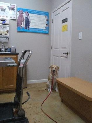 Converse Animal Hospital