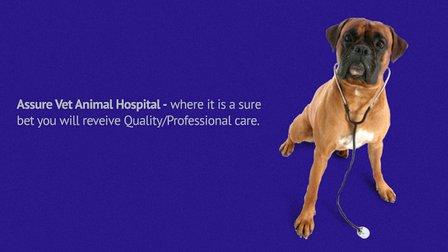 Assure Vet Animal Hospital