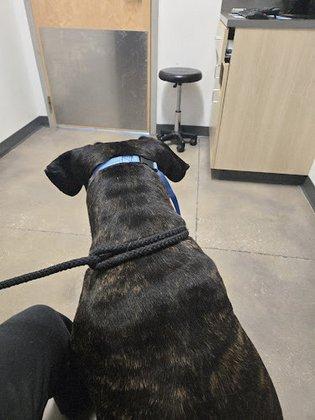 Thrive Pet Healthcare - New Braunfels