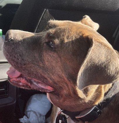 NB Animal Urgent Care