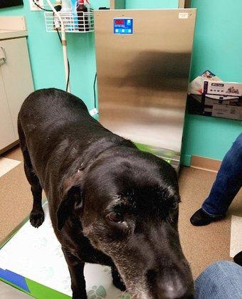 Creek View Veterinary Clinic, PLLC