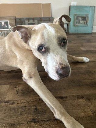i35 MarketPlace Animal Hospital